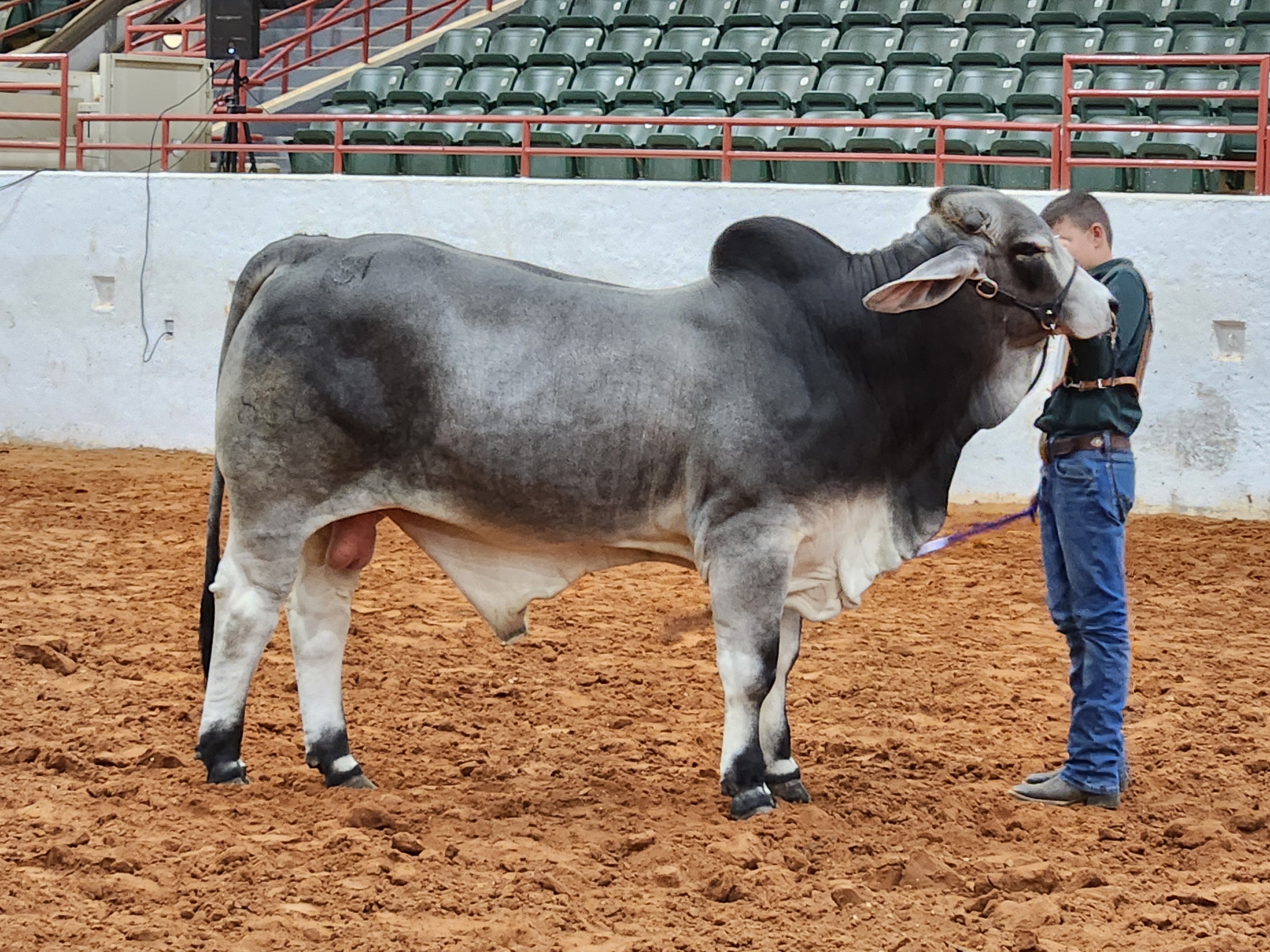 FLVS student Brant showing Brahman cows at a livestock show.